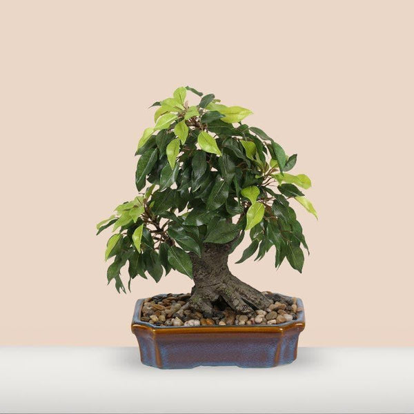 Buy Artificial Plants - Faux Ficus Bonsai In Tray Pot at Vaaree online