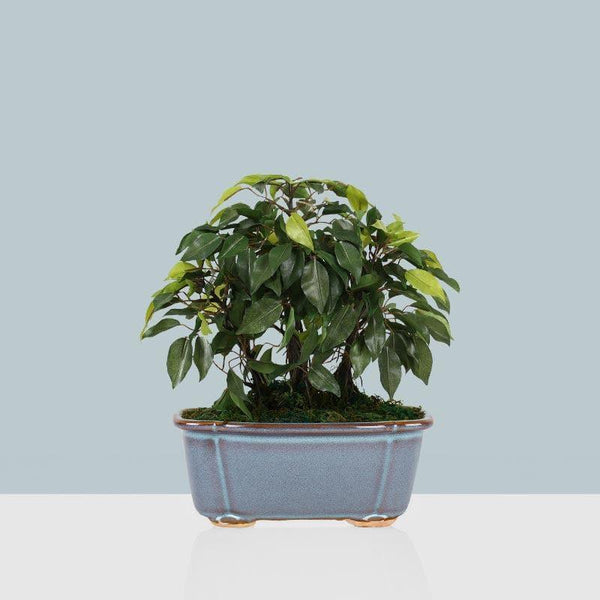 Artificial Plants - Faux Ficus Bonsai In Tub Pot - 34 cms