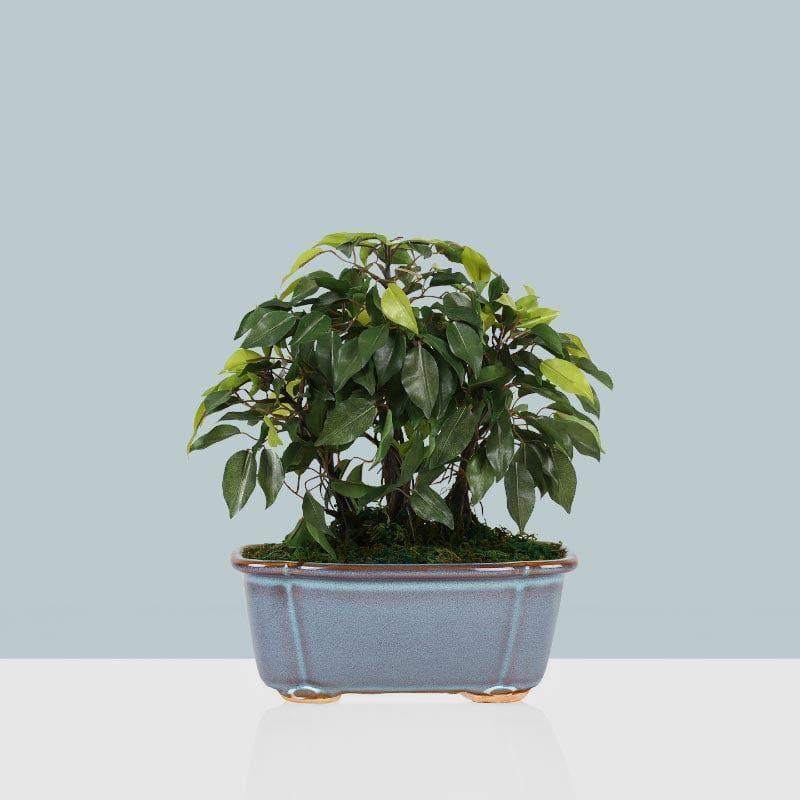 Buy Faux Ficus Bonsai In Tub Pot - 34 cms Artificial Plants from Vaaree