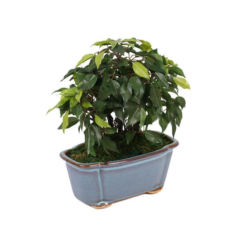 Artificial Plants - Faux Ficus Bonsai In Tub Pot - 34 cms