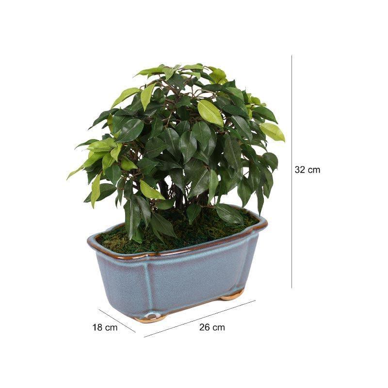 Artificial Plants - Faux Ficus Bonsai In Tub Pot - 34 cms