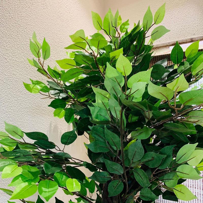 Buy Faux Ficus Tree With Pot - 5.91 ft Artificial Plants from Vaaree