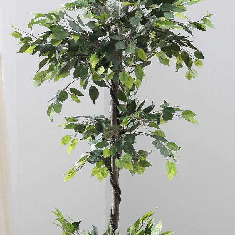 Buy Faux Ficus Tree With Pot - 5.91 ft Artificial Plants from Vaaree