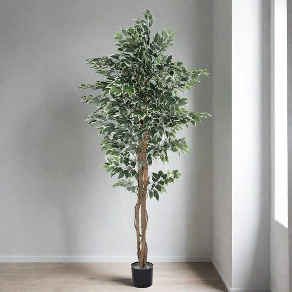 Buy Faux Ficus Variegated Plant With Pot - 5.91 ft Artificial Plants from Vaaree