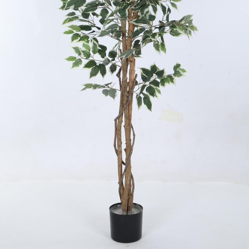 Artificial Plants - Faux Ficus Variegated Plant With Pot - 5.91 ft