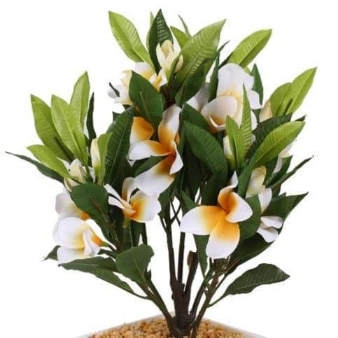 Artificial Plants - Faux Frangipani Bonsai (30 cms) - White