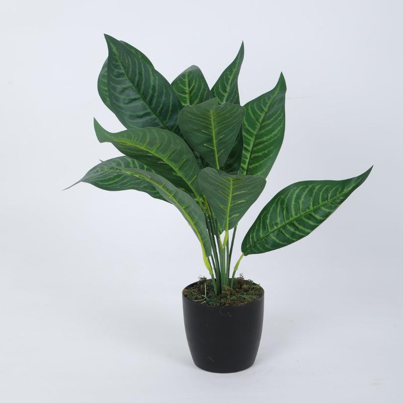 Artificial Plants - Faux Green Croton Plant With Pot (50 cms) - Set Of Two