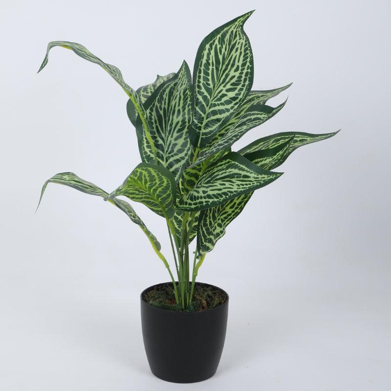 Artificial Plants - Faux Jale Croton Plant With Pot (50 cms) - Set Of Two