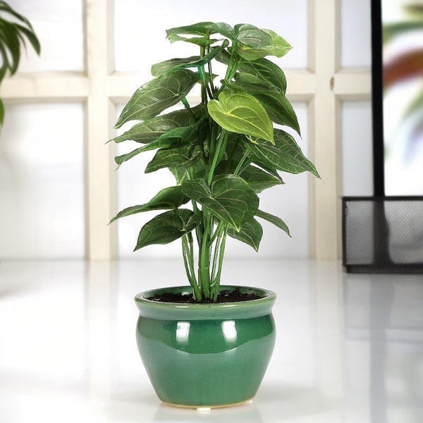 Buy Artificial Plants - Faux Jatropha Bonsai In Ceramic Pot at Vaaree online