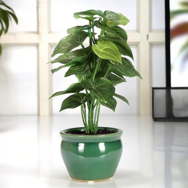 Artificial Plants - Faux Jatropha Bonsai In Ceramic Pot - 28 cms