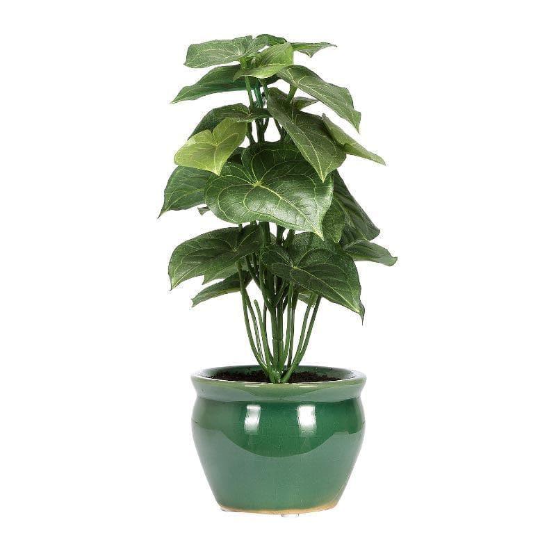 Artificial Plants - Faux Jatropha Bonsai In Ceramic Pot - 28 cms