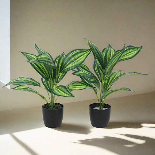 Artificial Plants - Faux Leopard Lily Plant With Pot (50 cms) - Set Of Two