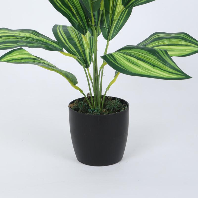 Artificial Plants - Faux Leopard Lily Plant With Pot (50 cms) - Set Of Two