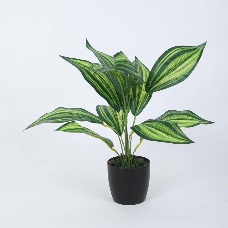 Artificial Plants - Faux Leopard Lily Plant With Pot (50 cms) - Set Of Two