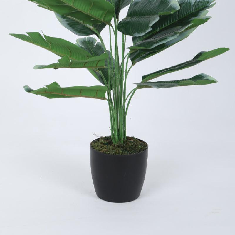 Buy Faux Mini White Calathea Plant With Pot - 60 cms Artificial Plants from Vaaree