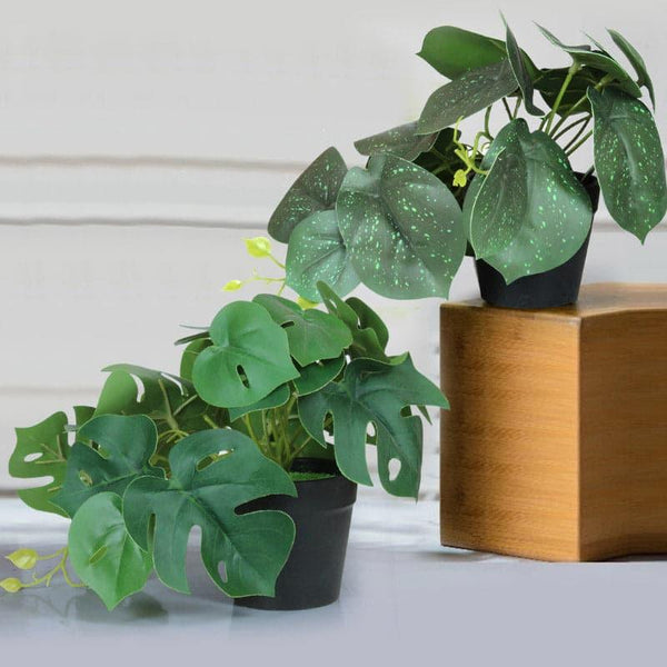 Artificial Plants - Faux Monstera Plant (22 cms) - Set Of Two