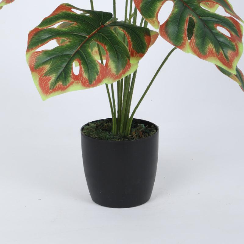 Buy Faux Multicolor Monstera Plant With Pot - 55 cms Artificial Plants from Vaaree