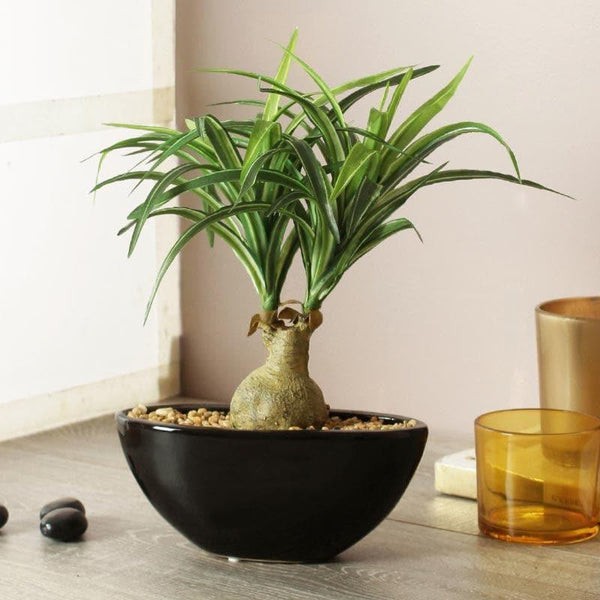 Buy Faux Nolina Bonsai In Ceramic Pot - 29 cms Artificial Plants from Vaaree