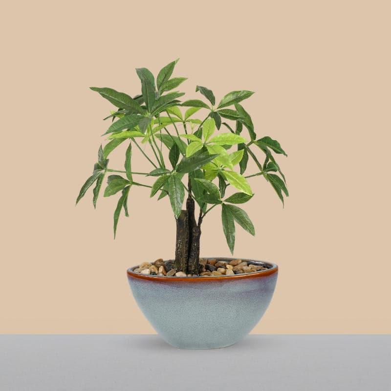 Buy Faux Pachira Bonsai In Bowl Pot - 37 cms Artificial Plants from Vaaree