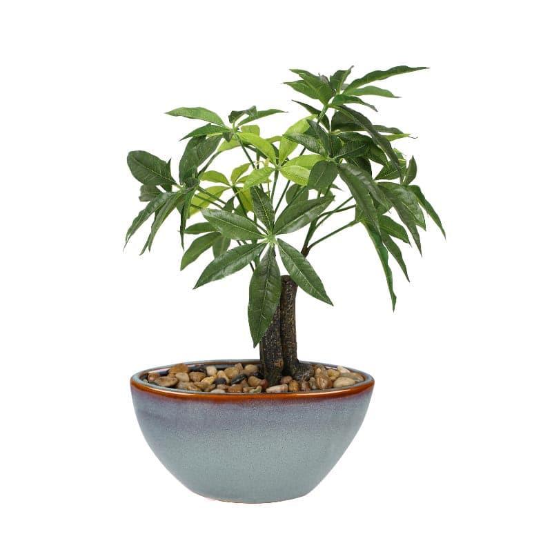 Buy Faux Pachira Bonsai In Bowl Pot - 37 cms Artificial Plants from Vaaree