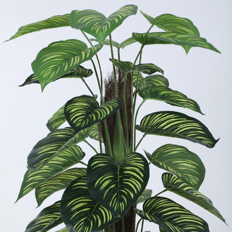 Artificial Plants - Faux Pola Calatheas Plant With Pot - 2.95 ft