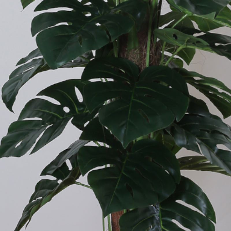 Buy Faux Pola Monstera Plant With Pot - 2.95 ft Artificial Plants from Vaaree