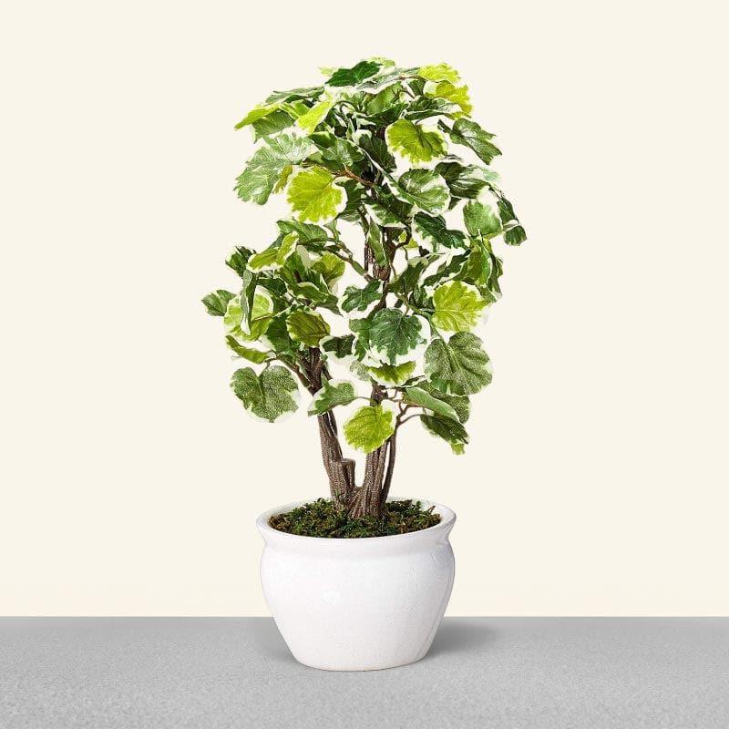 Artificial Plants - Faux Polyscia Bonsai In Ceramic Pot - 33 cms