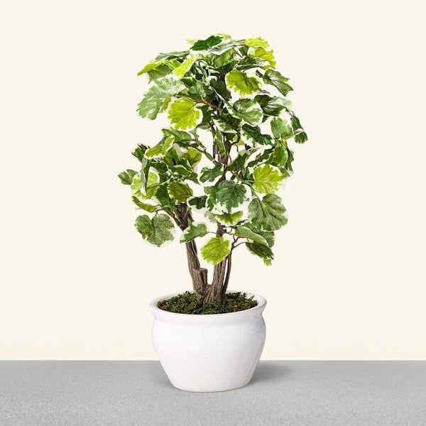 Artificial Plants - Faux Polyscia Bonsai In Ceramic Pot - 33 cms