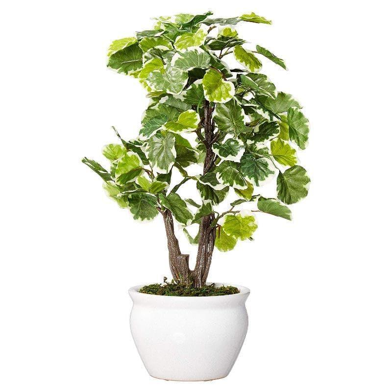 Artificial Plants - Faux Polyscia Bonsai In Ceramic Pot - 33 cms