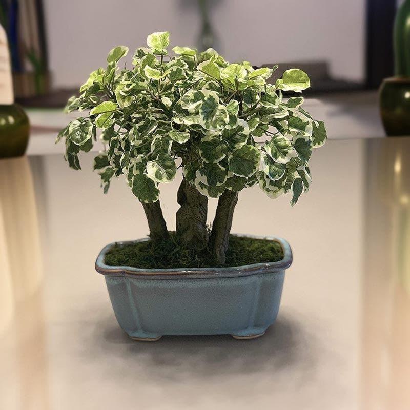 Buy Faux Polyscia Bonsai In Tub Pot - 34 cms Artificial Plants from Vaaree