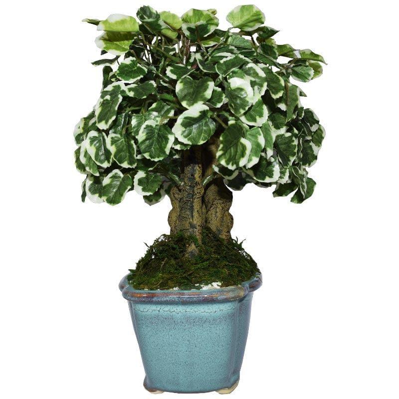 Artificial Plants - Faux Polyscia Bonsai In Tub Pot - 34 cms