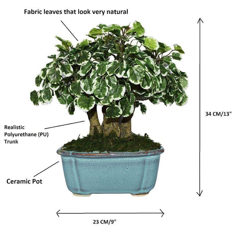 Artificial Plants - Faux Polyscia Bonsai In Tub Pot - 34 cms