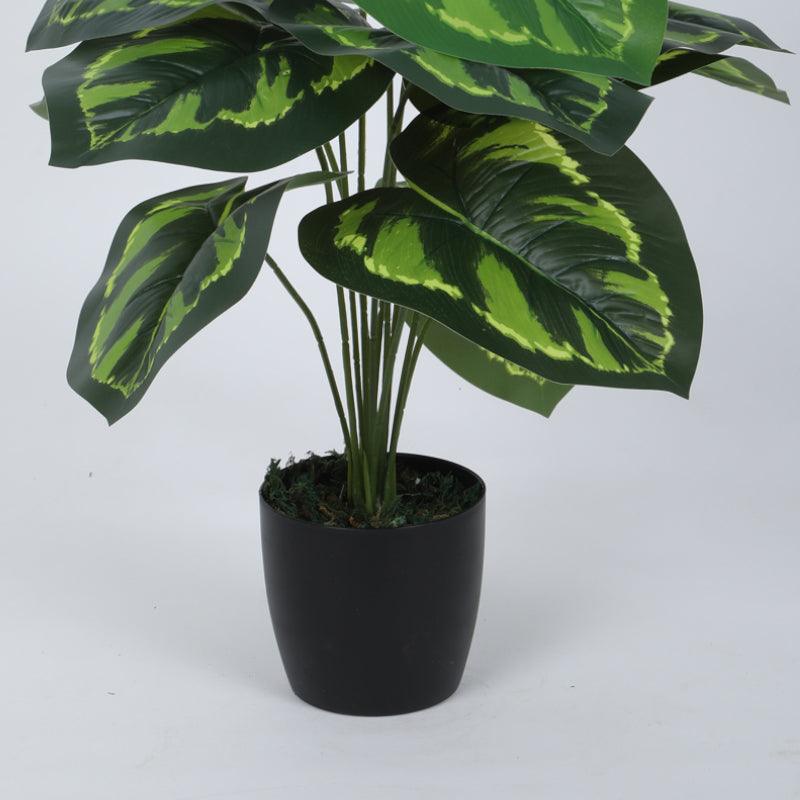 Buy Faux Prayer Calatheas Silk Plant With Pot - 55 cms Artificial Plants from Vaaree