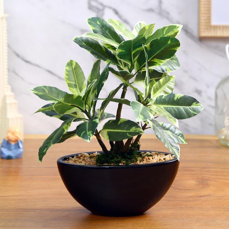 Buy Faux Quercus Bonsai In Bowl Pot (29 cms) - White Artificial Plants from Vaaree