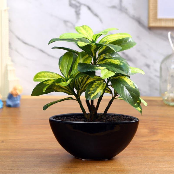 Artificial Plants - Faux Schefflera Bonsai In Bowl Pot - 29 cms