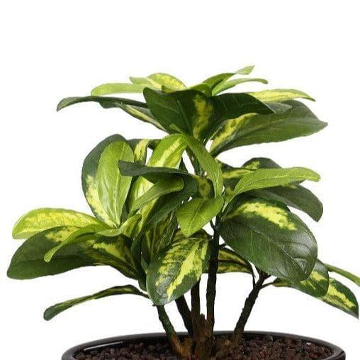 Buy Faux Schefflera Bonsai In Bowl Pot - 29 cms Artificial Plants from Vaaree