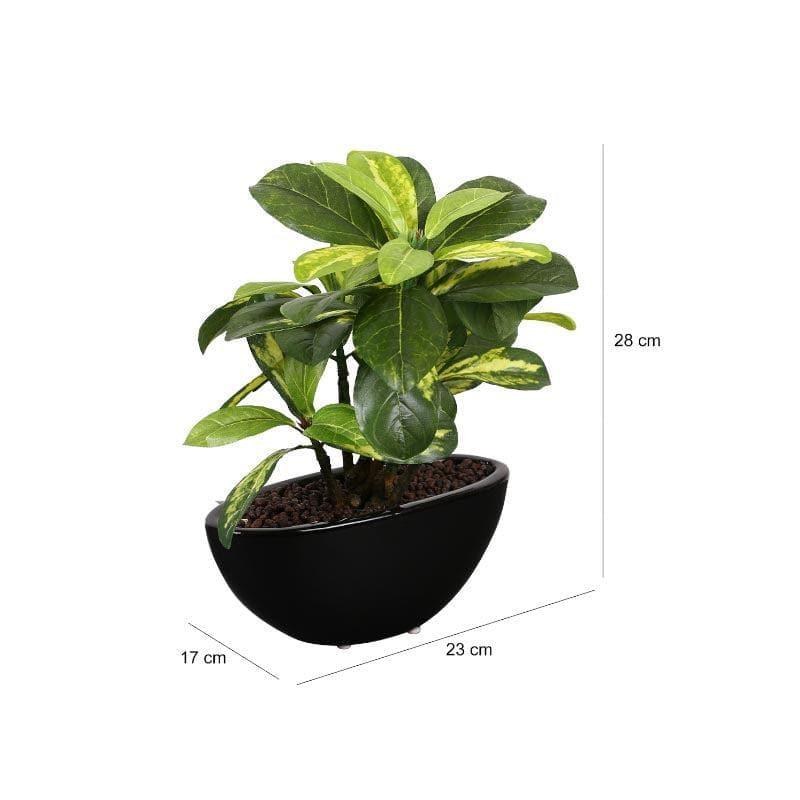 Buy Faux Schefflera Bonsai In Bowl Pot - 29 cms Artificial Plants from Vaaree