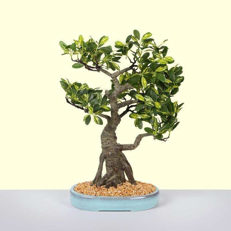 Artificial Plants - Faux Schefflera Bonsai In Tray Pot - 48 cms