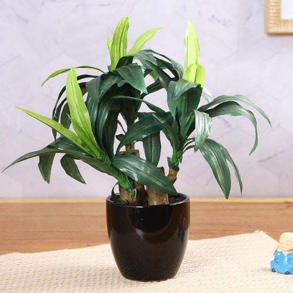 Buy Faux Short Dracaena Bonsai - 35 cms Artificial Plants from Vaaree