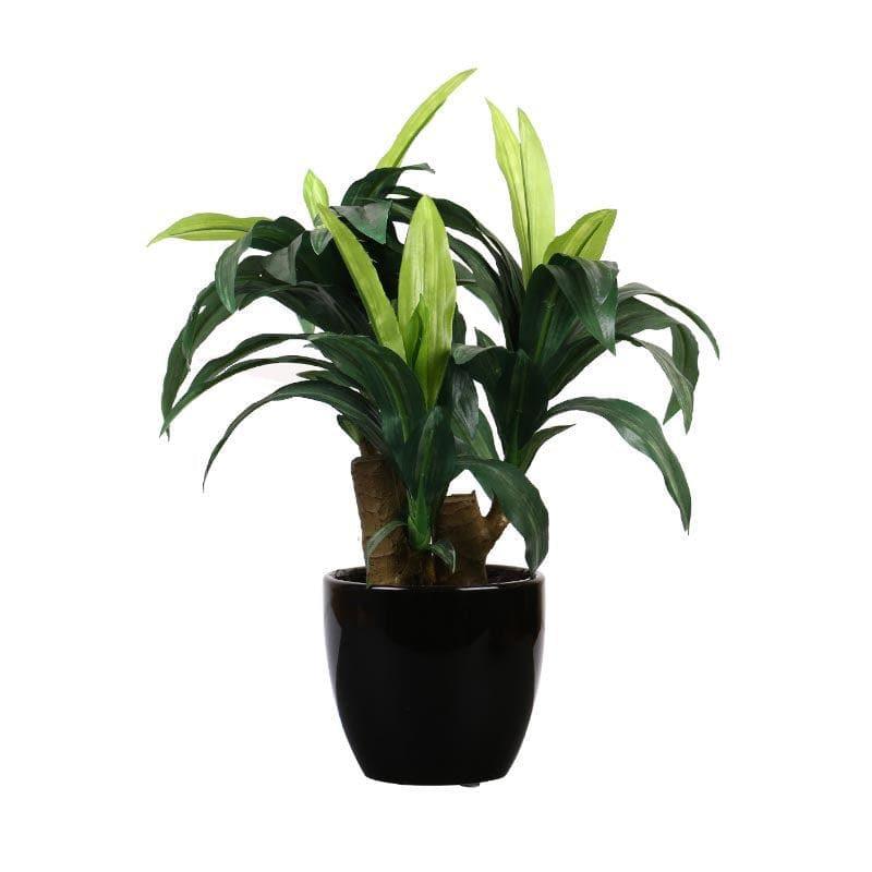 Artificial Plants - Faux Short Dracaena Bonsai - 35 cms