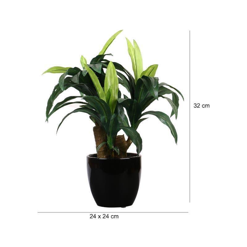 Artificial Plants - Faux Short Dracaena Bonsai - 35 cms