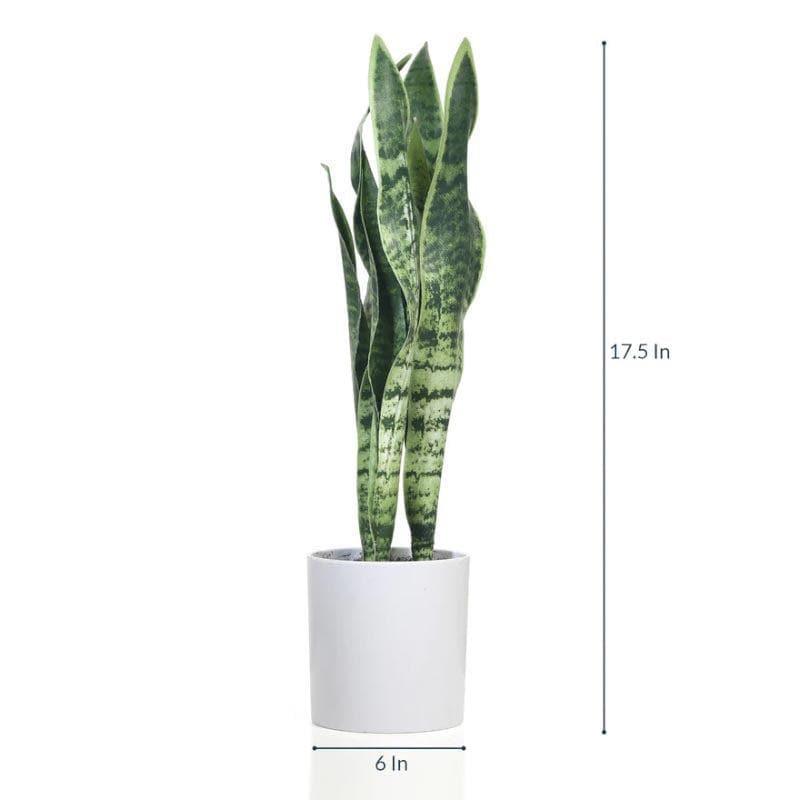 Buy Faux Snake Plant Bonsai (45 cms) - Dark Green Artificial Plants from Vaaree