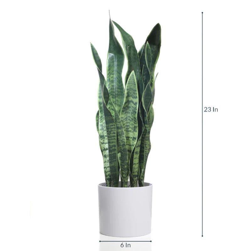 Buy Faux Snake Plant Bonsai (2.13 ft) - Deep Green Artificial Plants from Vaaree