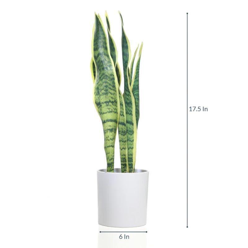 Buy Faux Snake Plant Bonsai (45 cms) - Light Green Artificial Plants from Vaaree