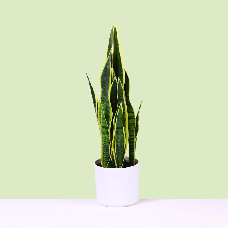 Buy Faux Snake Plant Bonsai (2.13 ft) - Yellow & Green Artificial Plants from Vaaree