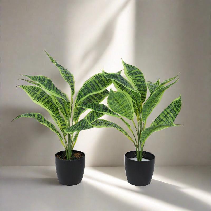 Artificial Plants - Faux Snake Plant With Pot (50 cms) - Set Of Two