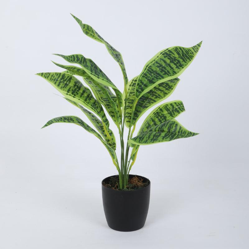 Artificial Plants - Faux Snake Plant With Pot (50 cms) - Set Of Two