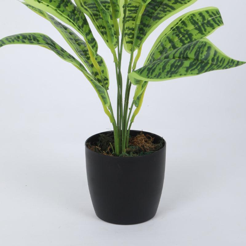 Artificial Plants - Faux Snake Plant With Pot (50 cms) - Set Of Two