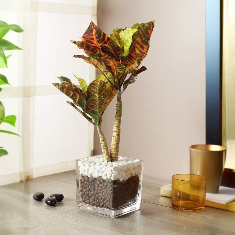 Buy Faux Tall Croton Bonsai In Glass Pot - 38 cms Artificial Plants from Vaaree