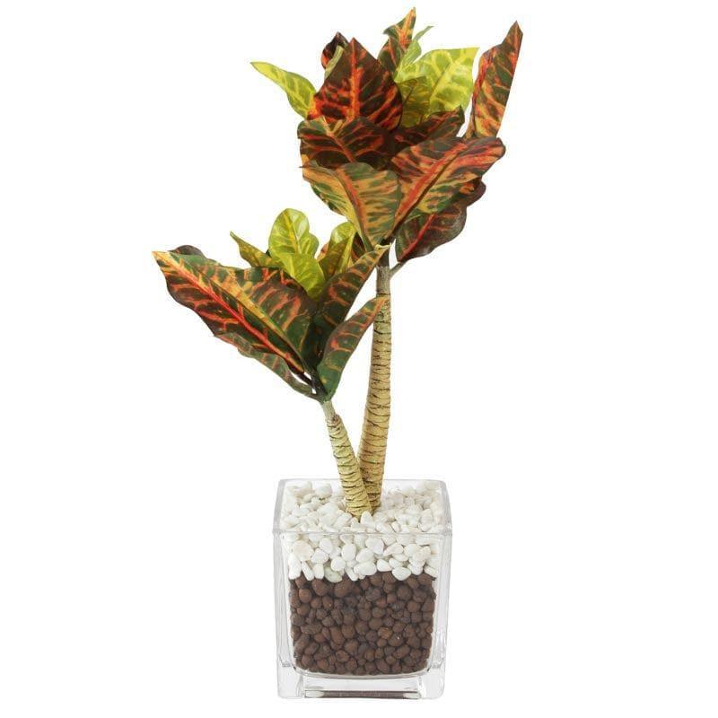 Buy Faux Tall Croton Bonsai In Glass Pot - 38 cms Artificial Plants from Vaaree